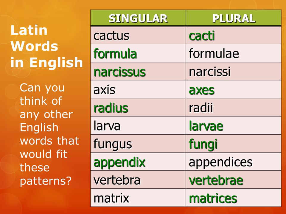 English Words In Latin 115