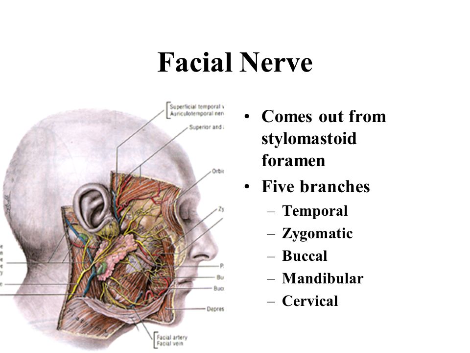 Facial Nerve Stylomastoid Foramen 77