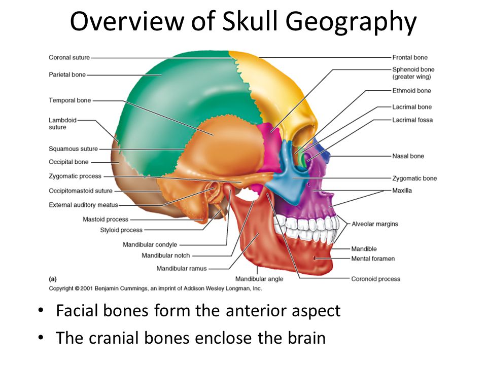 Cranial Facial Bones 55