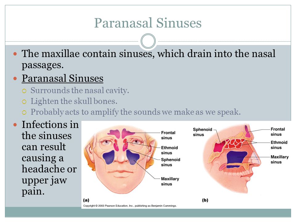 Facial Bone That Contains A Sinus 5