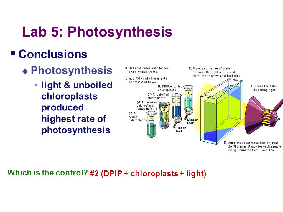 Photosynthesis Essay Question