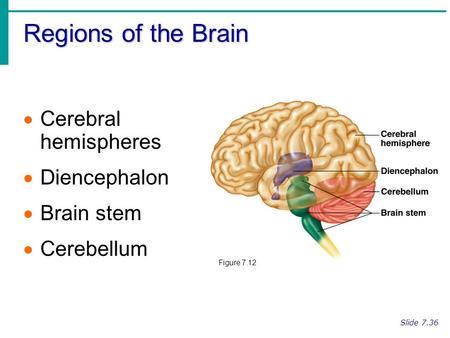 Regions of the Brain Cerebral hemispheres Diencephalon Brain stem
