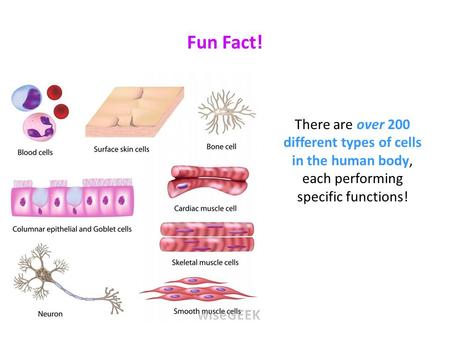 Fun Fact! There are over 200 different types of cells in the human body, each performing specific functions!