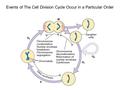 Events of The Cell Division Cycle Occur in a Particular Order.