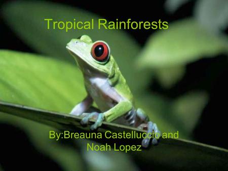 By:Breauna Castelluccio and Noah Lopez Tropical Rainforests.