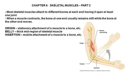 CHAPTER 6: SKELETAL MUSCLES – PART 2 - Most skeletal muscles attach to different bones at each end having it span at least one joint - When a muscle contracts,