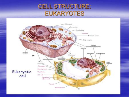 CELL STRUCTURE: EUKARYOTES. YOU’RE SICK, MAN! REALLY, REALLY SICK !