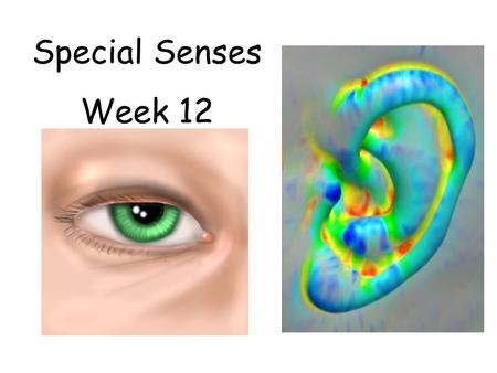 Special Senses Week 12. Exterior Eye Anatomy 1?2? 3?