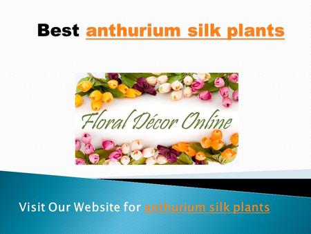Visit Our Website for anthurium silk plantsanthurium silk plants Best anthurium silk plants anthurium silk plantsanthurium silk plants.