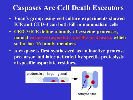 Caspases Are Cell Death Executors Yuan’s group using cell culture experiments showed ICE and CED-3 can both kill in mammalian cells CED-3/ICE define a.