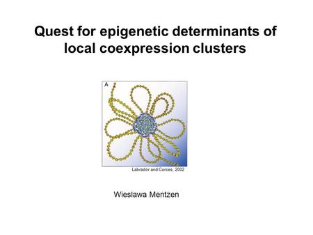 Quest for epigenetic determinants of local coexpression clusters Wieslawa Mentzen Labrador and Corces, 2002.