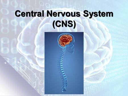 Central Nervous System (CNS). What is the function of the CNS? 1. Relay messages 2. Process information 3. Analyze information.