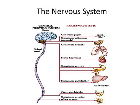 The Nervous System. The Peripheral Nervous System The Peripheral Nervous System contains all of the nerves which feed into the brain and spinal cord.