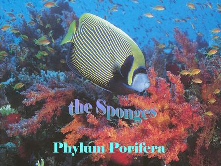 Phylum Porifera. Yellow barrel sponge Pink lumpy sponge.