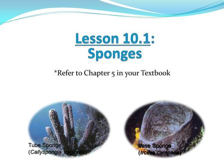 Lesson 10.1: Sponges *Refer to Chapter 5 in your Textbook Tube Sponge