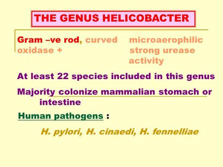 THE GENUS HELICOBACTER Gram –ve rod, curved microaerophilic oxidase + strong urease activity At least 22 species included in this genus Majority colonize.