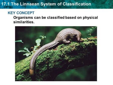 17.1 The Linnaean System of Classification KEY CONCEPT Organisms can be classified based on physical similarities.