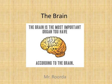 The Brain Mr. Roorda. Hindbrain Highway the lower part of the brainstem, comprising the cerebellum, pons, and medulla oblongata.