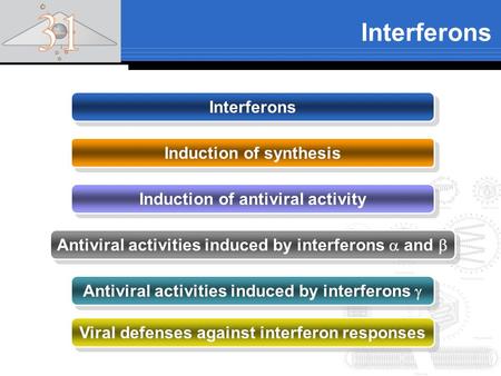 Interferons Induction of synthesis Induction of antiviral activity Antiviral activities induced by interferons  and  Antiviral activities induced by.