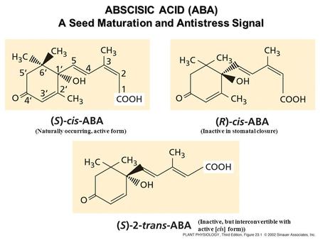 ABSCISIC ACID (ABA) A Seed Maturation and Antistress Signal (Naturally occurring, active form)(Inactive in stomatal closure) (Inactive, but interconvertible.