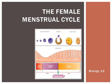 Biology 12 THE FEMALE MENSTRUAL CYCLE.  The menstrual cycle is the term for the physiological changes that can occur in fertile women for the purposes.