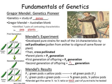 Fundamentals of Genetics Gregor Mendel: Genetics Pioneer Genetics = study of __________. Gregor Mendel – Australian Monk Identified 7 pairs of contrasting.