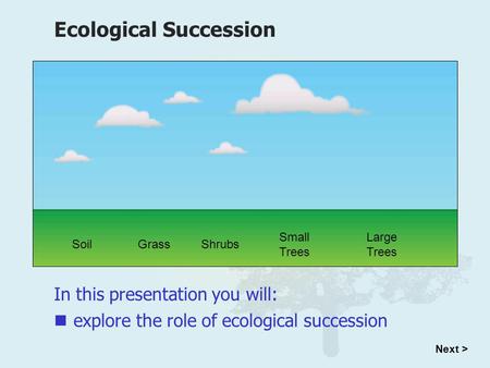 In this presentation you will: Ecological Succession explore the role of ecological succession Next > SoilGrassShrubs Small Trees Large Trees.