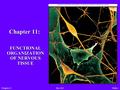 Slide 1Chapter 11Bio 203 Chapter 11: FUNCTIONAL ORGANIZATION OF NERVOUS TISSUE.