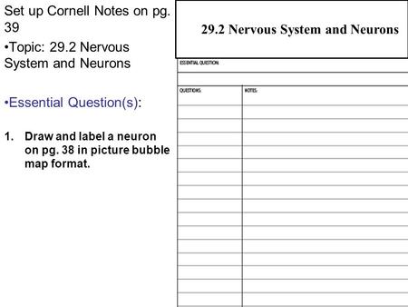29.2 Neurons Set up Cornell Notes on pg. 39 Topic: 29.2 Nervous System and Neurons Essential Question(s): 1.Draw and label a neuron on pg. 38 in picture.