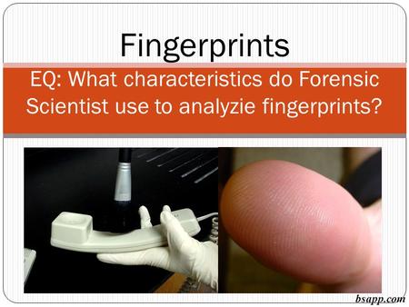 Fingerprints EQ: What characteristics do Forensic Scientist use to analyzie fingerprints? bsapp.com.