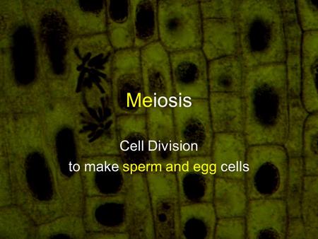 Meiosis Cell Division to make sperm and egg cells.