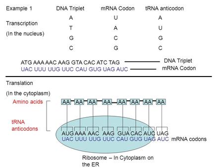 Example 1 DNA Triplet	mRNA Codon	tRNA anticodon A		U		A T		A		U G		C		G