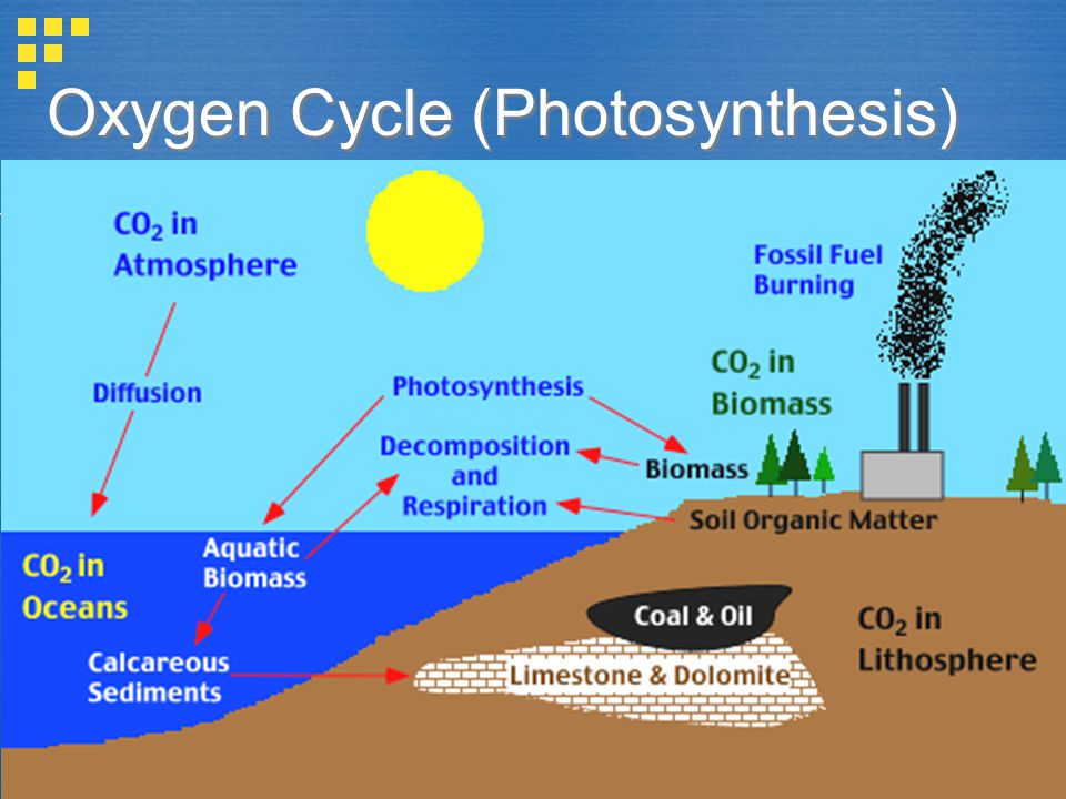 Pictures Of Oxygen Cycle 49