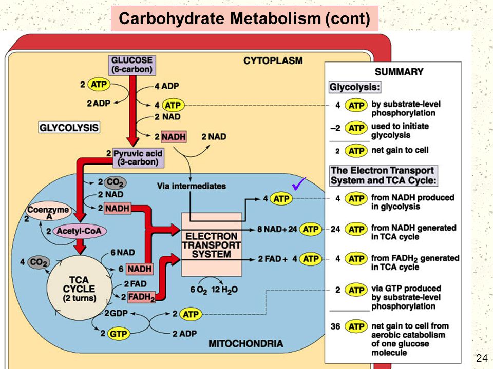 download the biochemistry of the grape berry