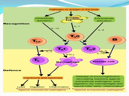 Cellular immune control of Human Immunodeficiency Virus (HIV) Dr. Ali Jalil Ali College of pharmacy.