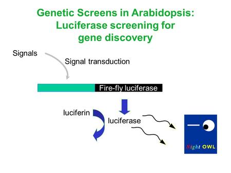 Fire-fly luciferase Light Signal transduction Signals luciferase luciferin Genetic Screens in Arabidopsis: Luciferase screening for gene discovery CCD.