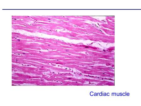 Cardiac muscle.