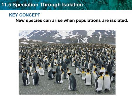 11.5 Speciation Through Isolation KEY CONCEPT New species can arise when populations are isolated.