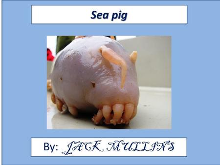 Sea pig By: JACK MULLINS