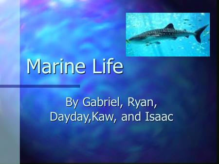 Marine Life By Gabriel, Ryan, Dayday,Kaw, and Isaac.