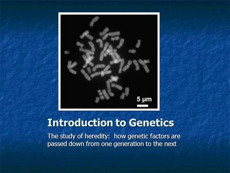 Introduction to Genetics The study of heredity: how genetic factors are passed down from one generation to the next.