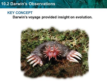 10.2 Darwin’s Observations KEY CONCEPT Darwin’s voyage provided insight on evolution.