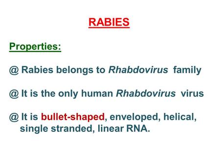 RABIES Rabies belongs to Rhabdovirus It is the only human Rhabdovirus It is bullet-shaped, enveloped, helical, single stranded,