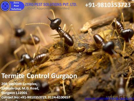 Termite Control Gurgaon www.termitetreatmentgurgaon.com 208, Vashisth Complex, Sikanderpur, M.G. Road, Gurgaon 122001 Contact No: +91-9810353723, 0124-4100657.