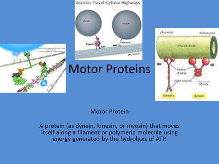 Motor Proteins Motor Protein