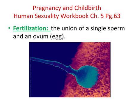 Pregnancy and Childbirth Human Sexuality Workbook Ch. 5 Pg.63 Fertilization: the union of a single sperm and an ovum (egg).
