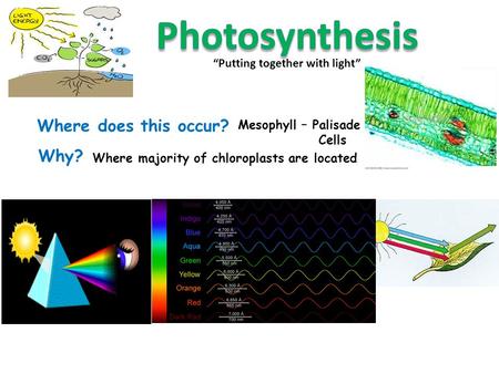 “Putting together with light” Where does this occur? Mesophyll – Palisade Cells Why? Where majority of chloroplasts are located.