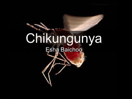 Chikungunya Esha Baichoo
