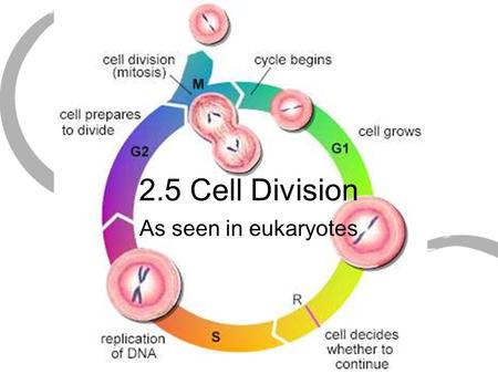 2.5 Cell Division As seen in eukaryotes. Cell cycle The life of a cell Events between cell division Needed for cell growth, tissue repair, and cell maintenance.