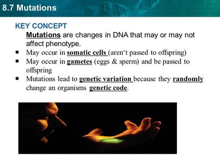 8.7 Mutations KEY CONCEPT Mutations are changes in DNA that may or may not affect phenotype.  May occur in somatic cells (aren‘t passed to offspring)